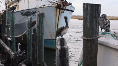 WeFlyNBike A fun trip at Apalachicola